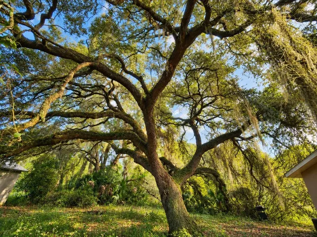 your very own grandaddy oak