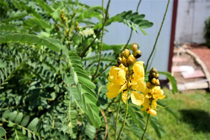 More Plants