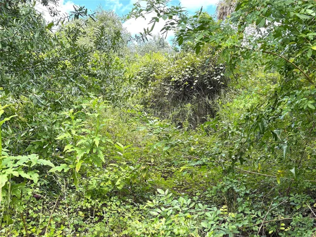 Lush Foliage