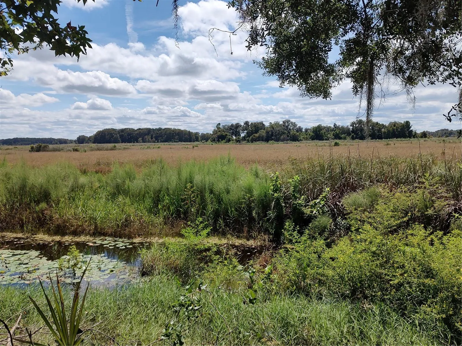Water is low now on Lake Tsala Apopka, still a pretty view!