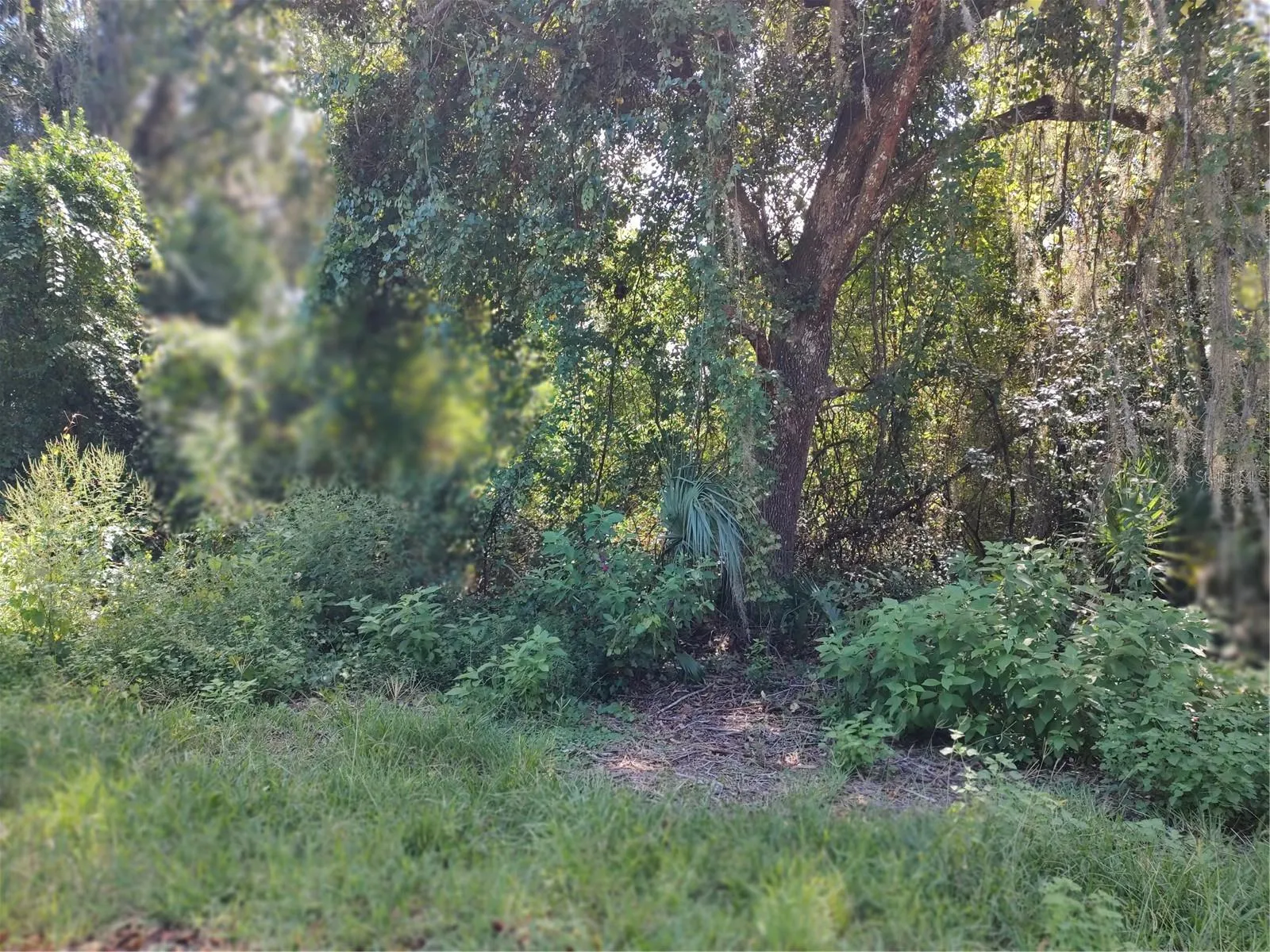 Wooded lot