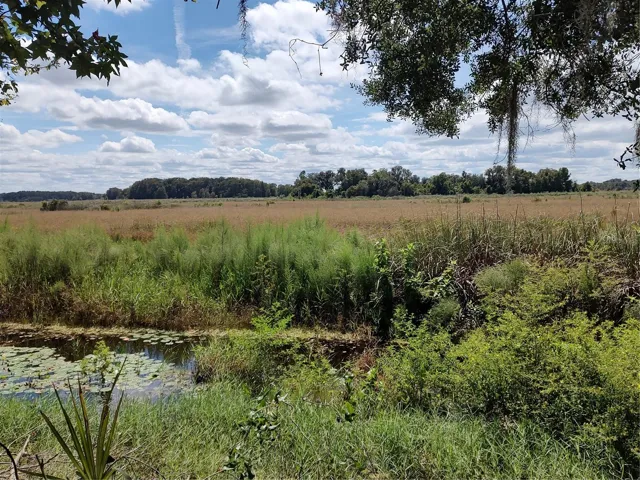 Water is low now on Lake Tsala Apopka, still a pretty view!