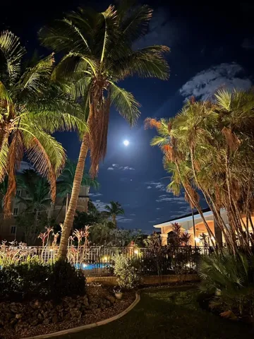 Moonlight swims under the stars