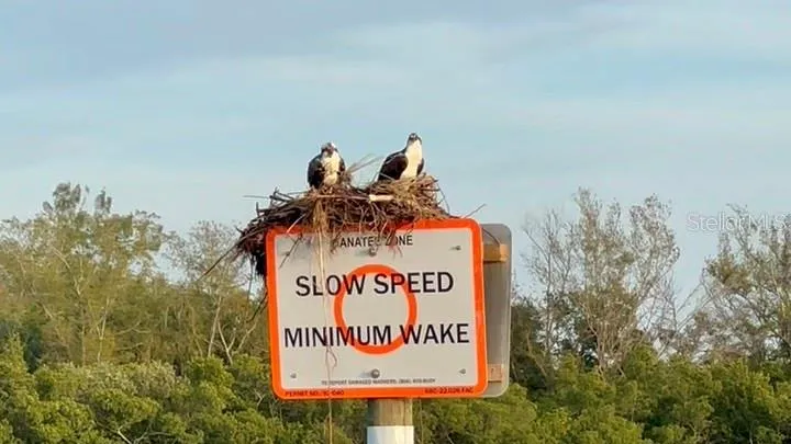 Meet and observe The Pointe's resident Osprey family.