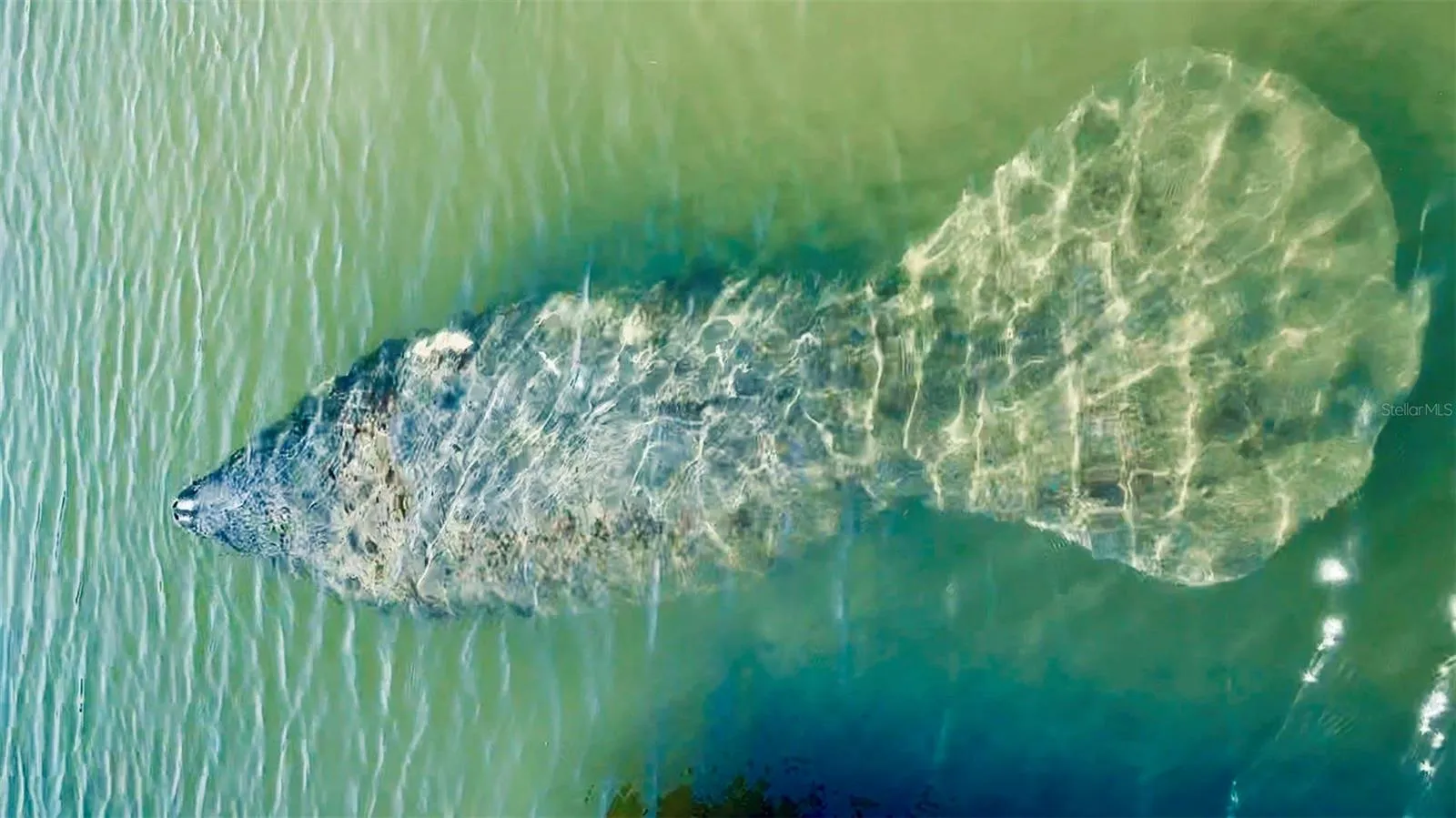Beloved Florida Manatees abound.