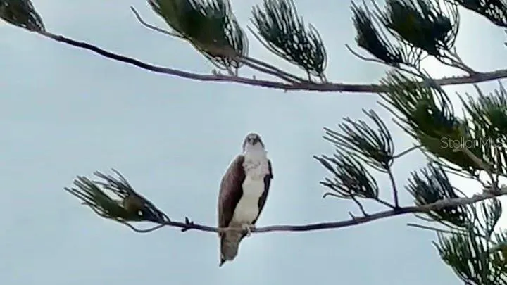 Osprey perched along the shoreline