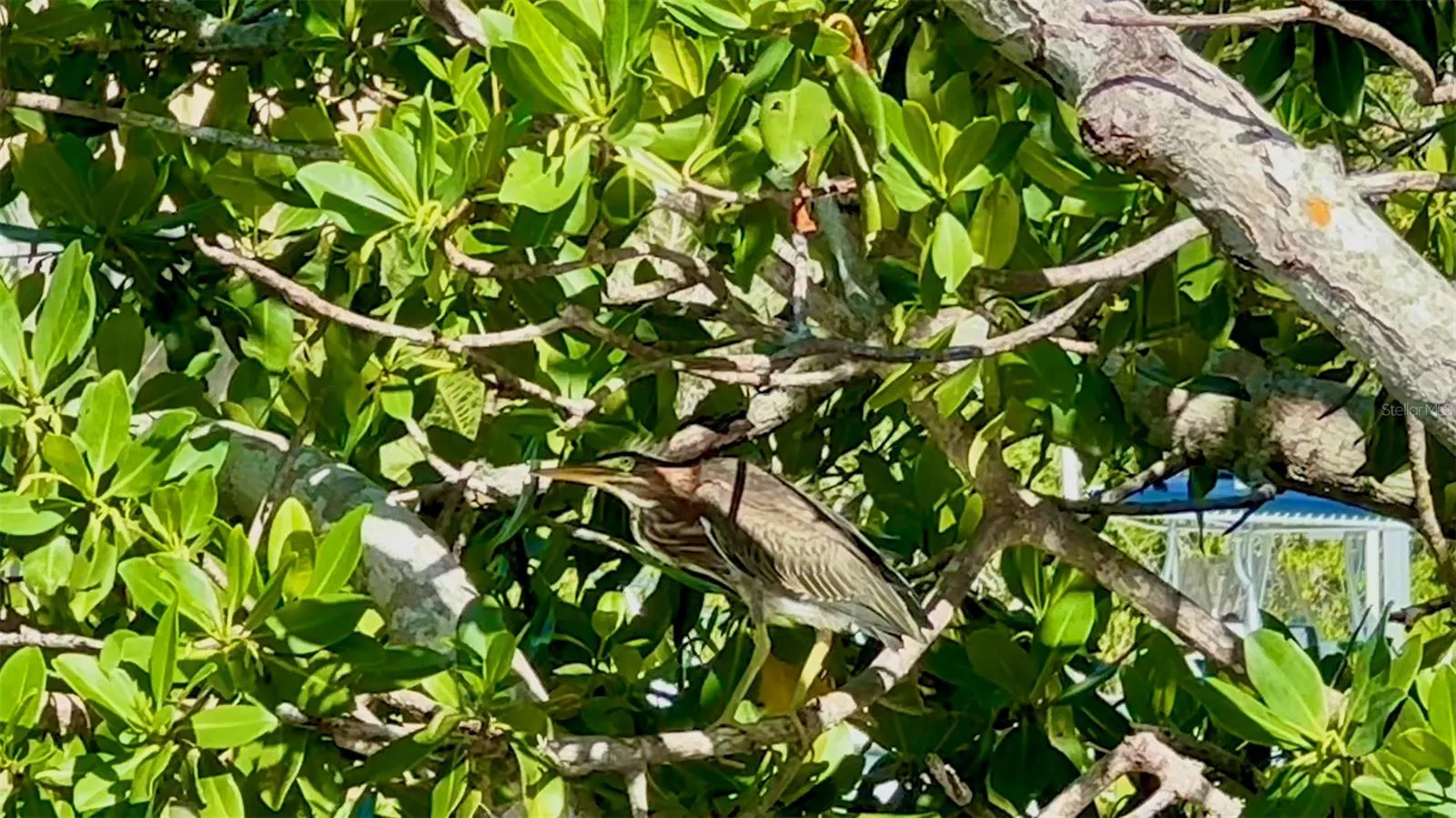 Elusive Green Herons rest in the protected mangroves.