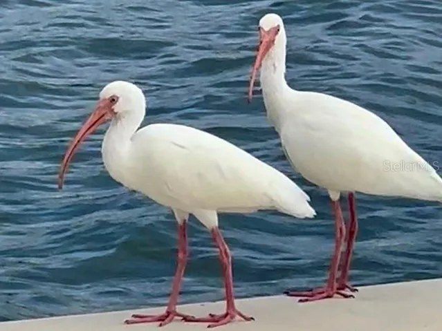White Ibises among the abundant coastal wildlife.