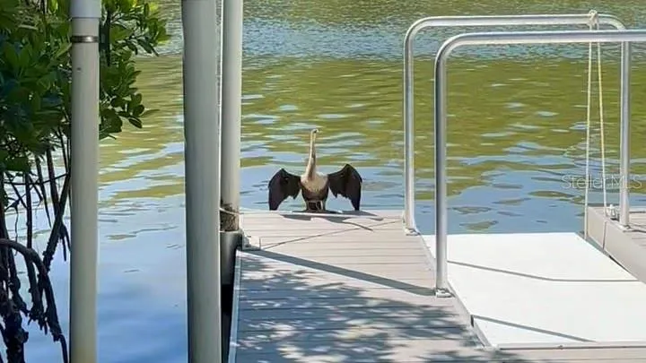 Anhinga sunbathing and enjoying the kayak launch.