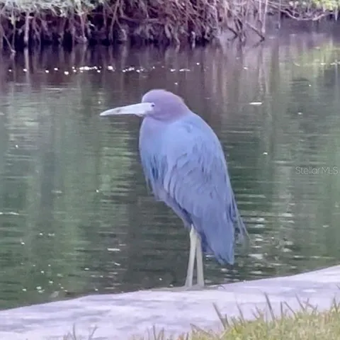 Native seabirds, like this Little Blue Heron make their homes in the lush tropical setting.