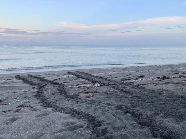 Observe protected sea turtle nesting areas nearby