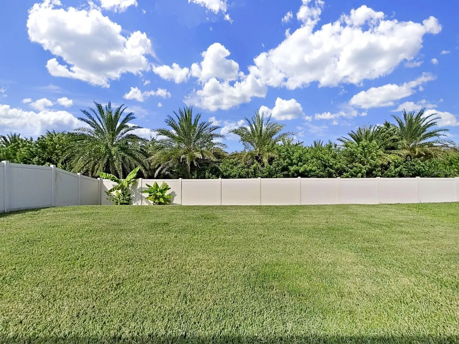 Backyard view