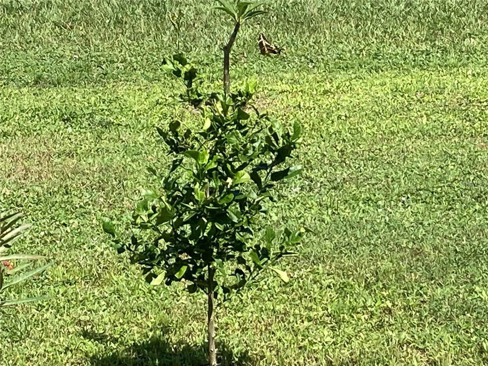 Lemon Tree with butterfly.