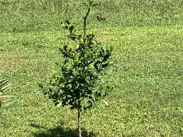 Lemon Tree with butterfly.