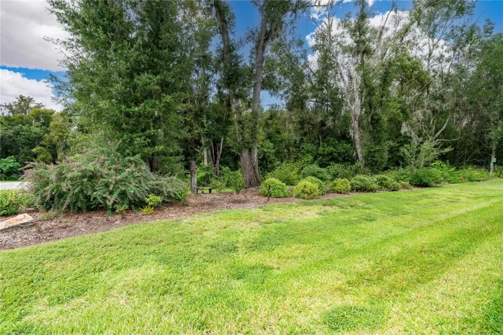 Peaceful wooded view