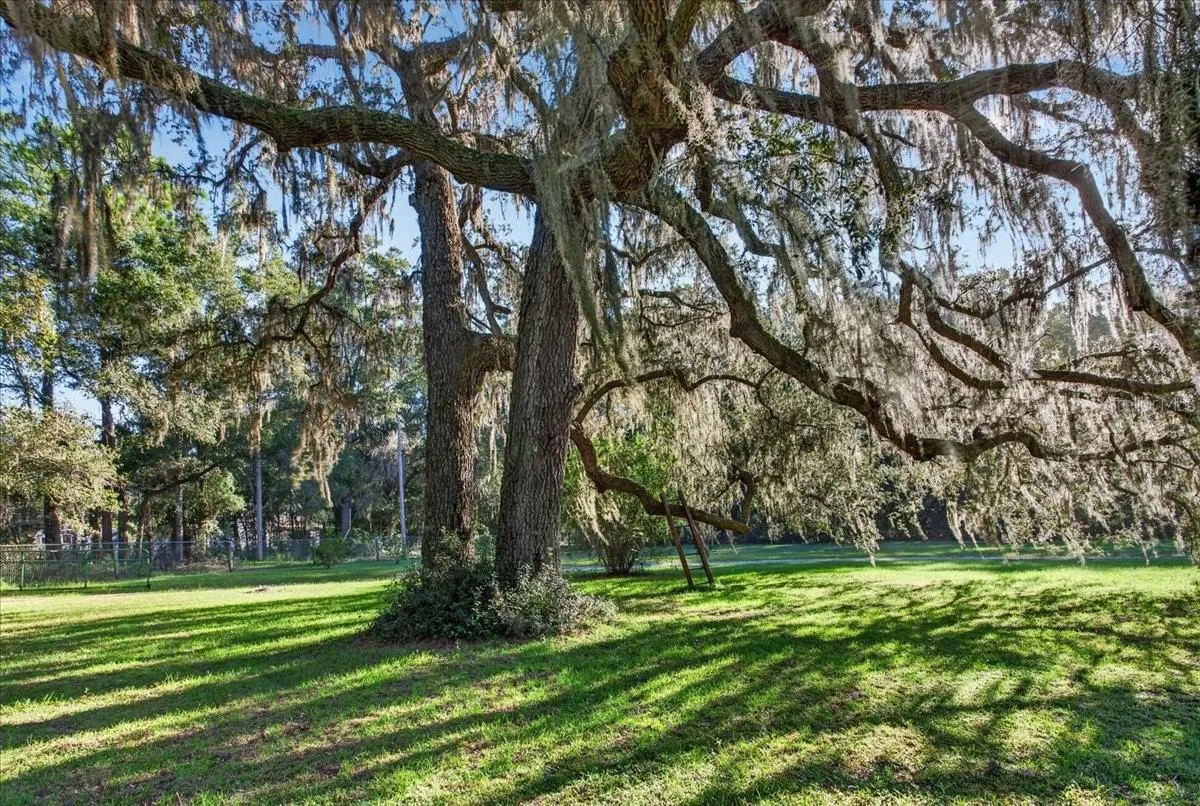 Amazing Granddaddy Oak Trees!