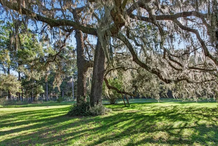 Amazing Granddaddy Oak Trees!
