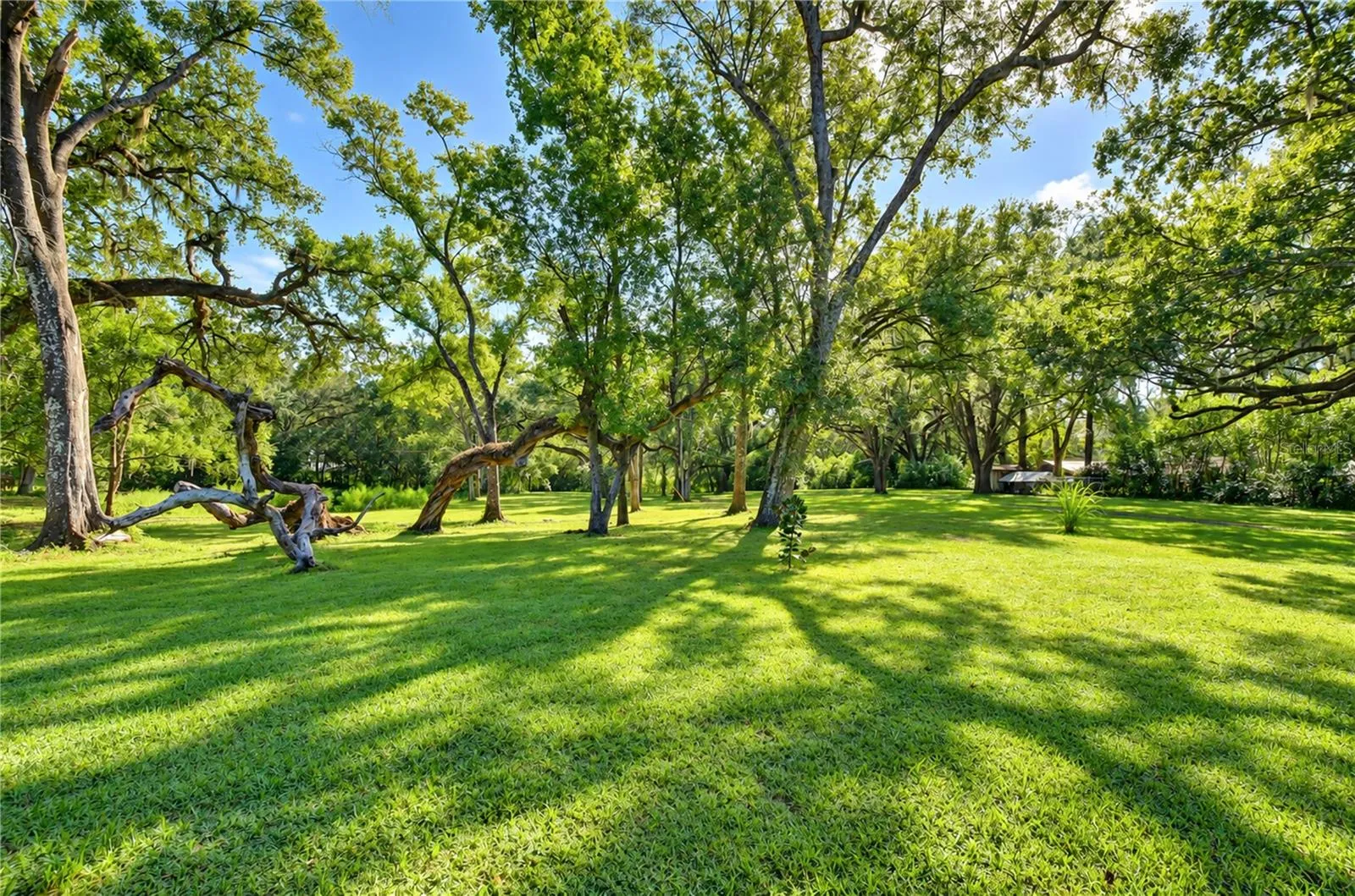Rear Yard