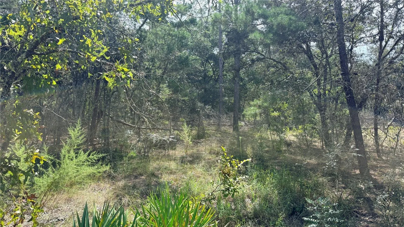 Hard to see but there is a nice ridge