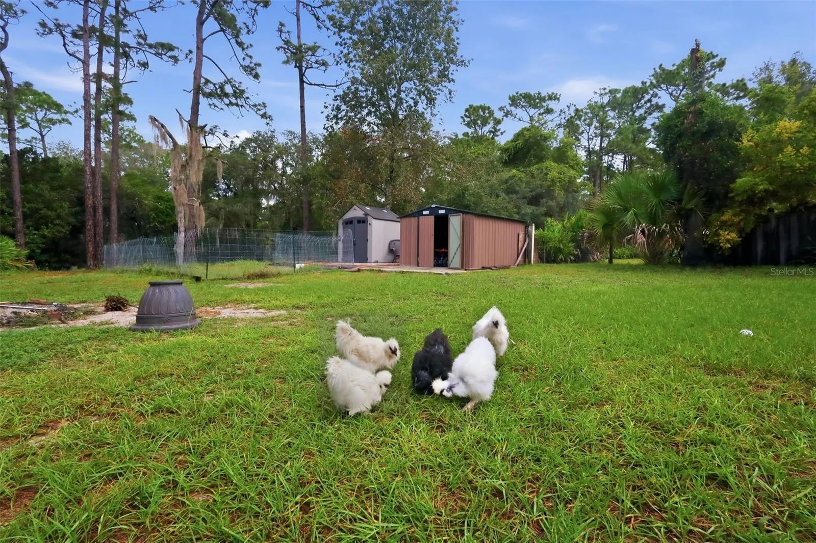 Silkie Chickens