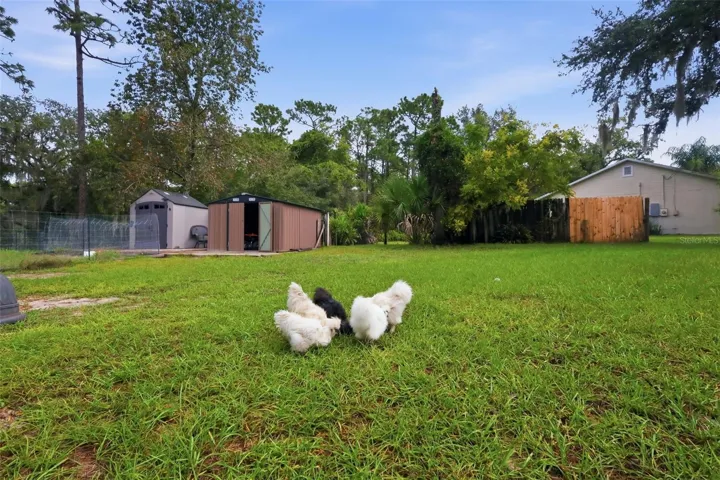 Chickens and coop can convey or not depending on buyer.