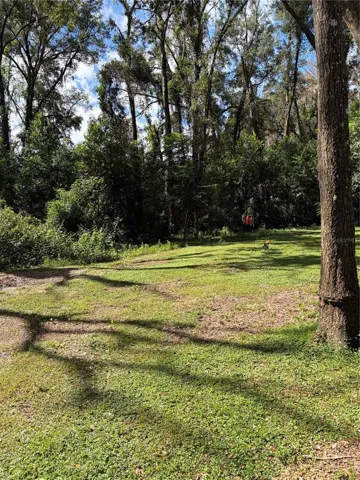 back yard, lots of birds, squirels