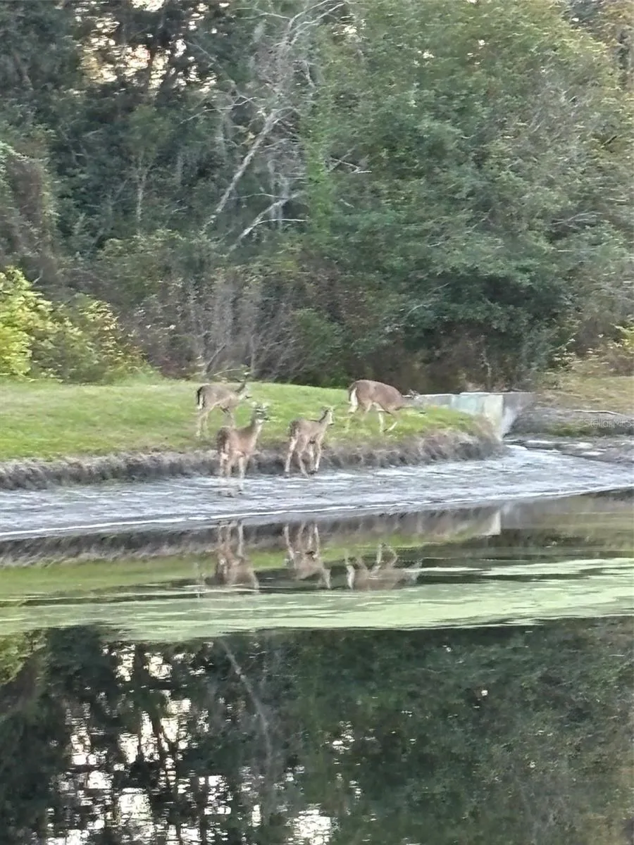 Pond