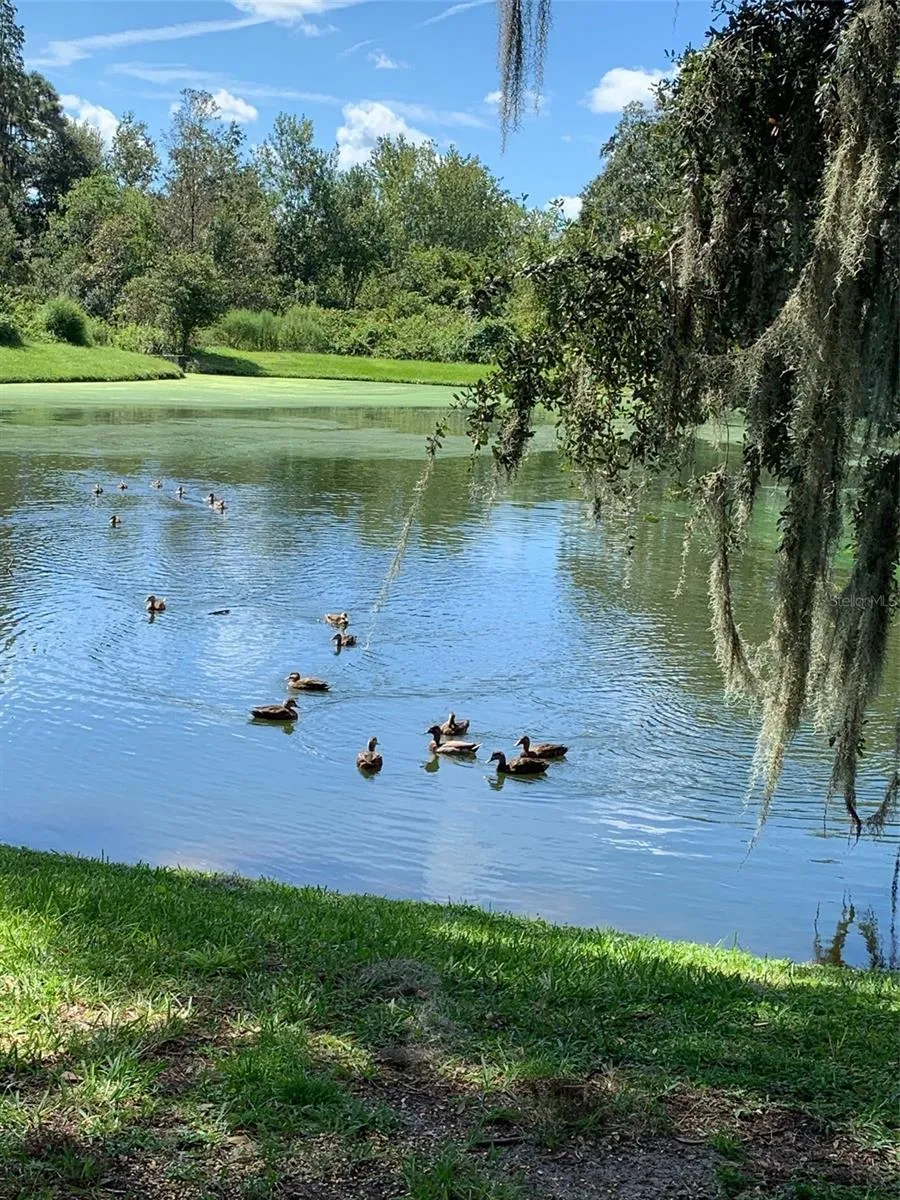 Pond in back yard