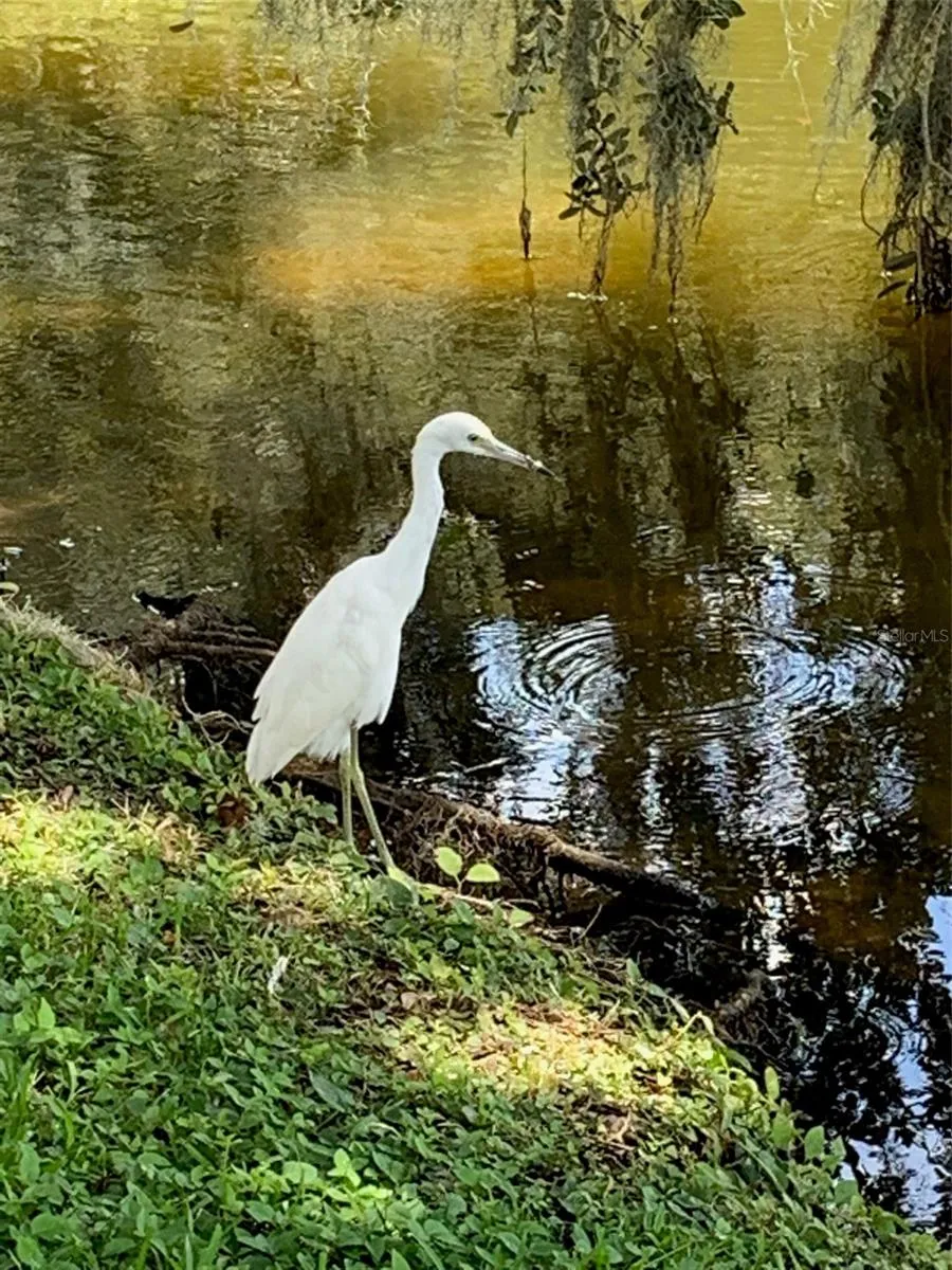 Back yard friend