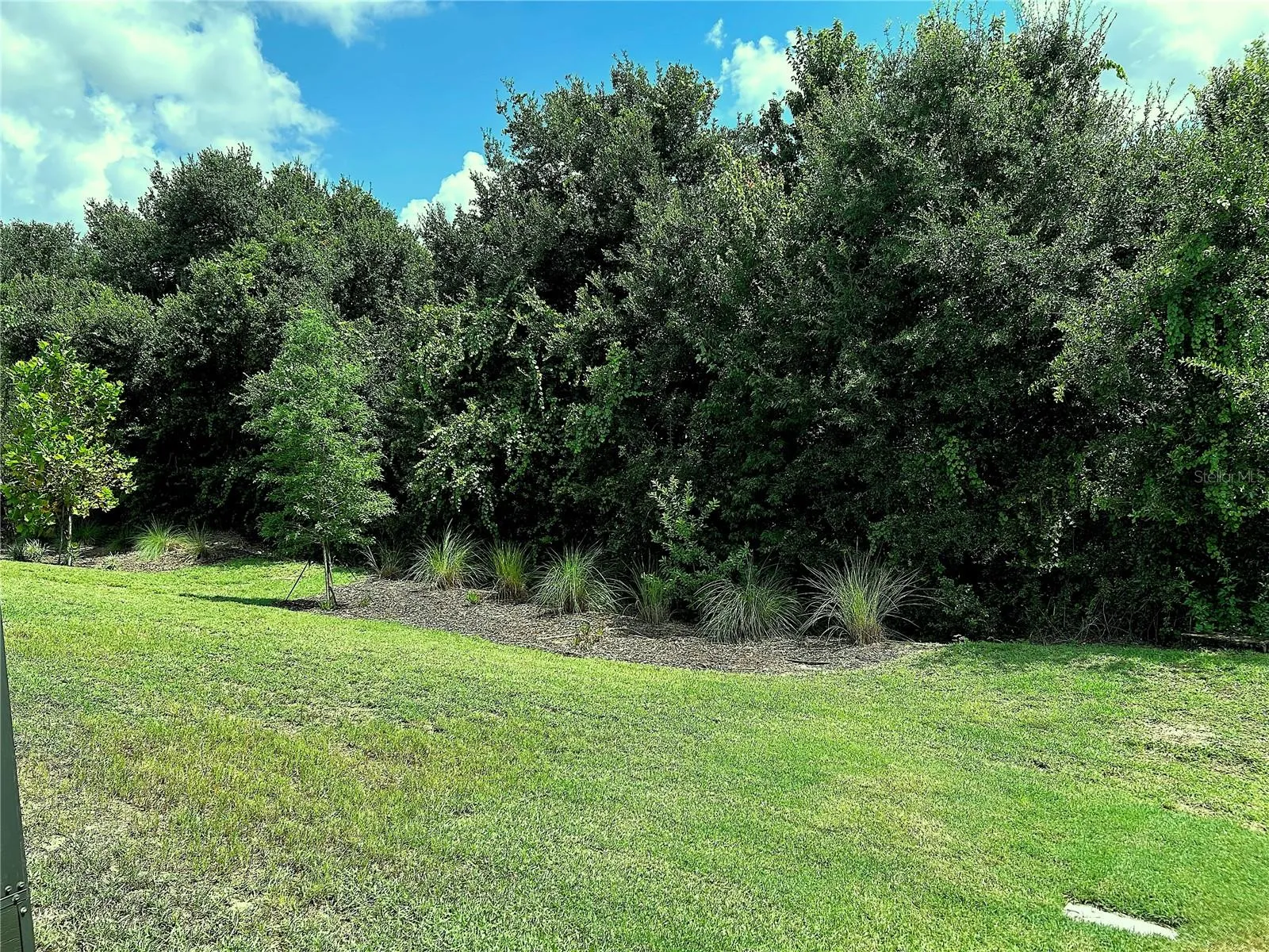 Back yard