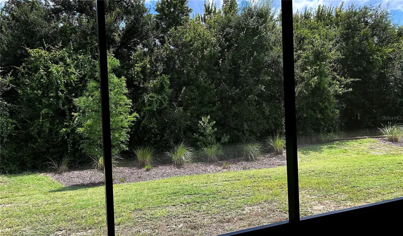 Back yard