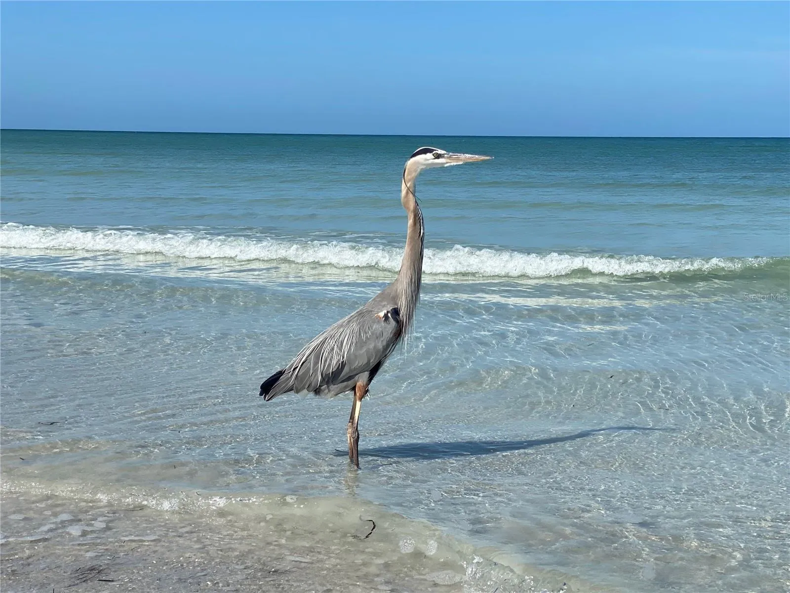 Gulf Beaches