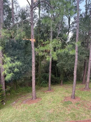 Backyard View