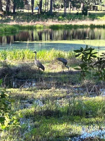 Pond View