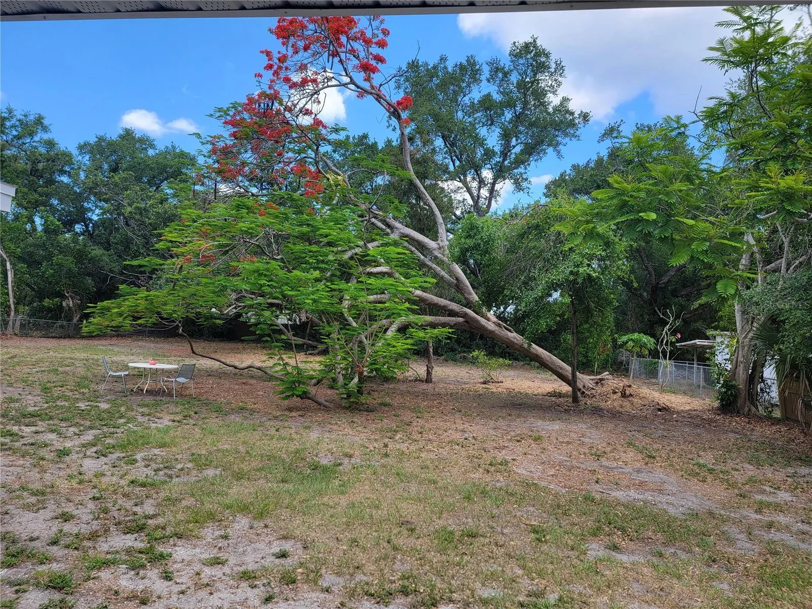 backyard view 2