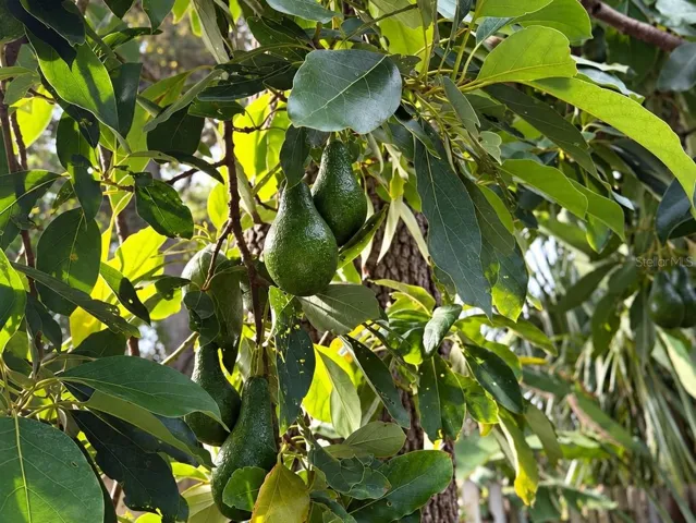 •Enjoy homegrown avocados from your own backyard!