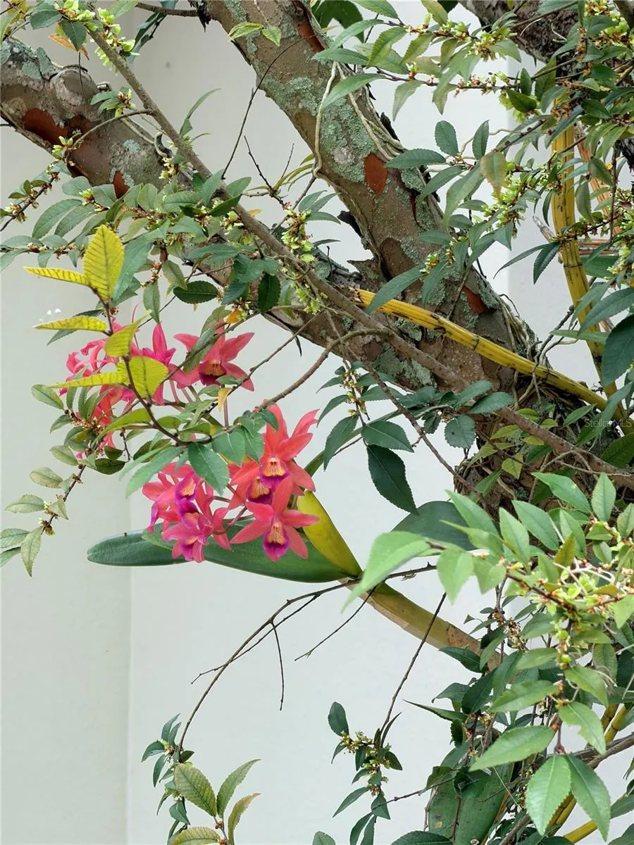 orchids bloom year round