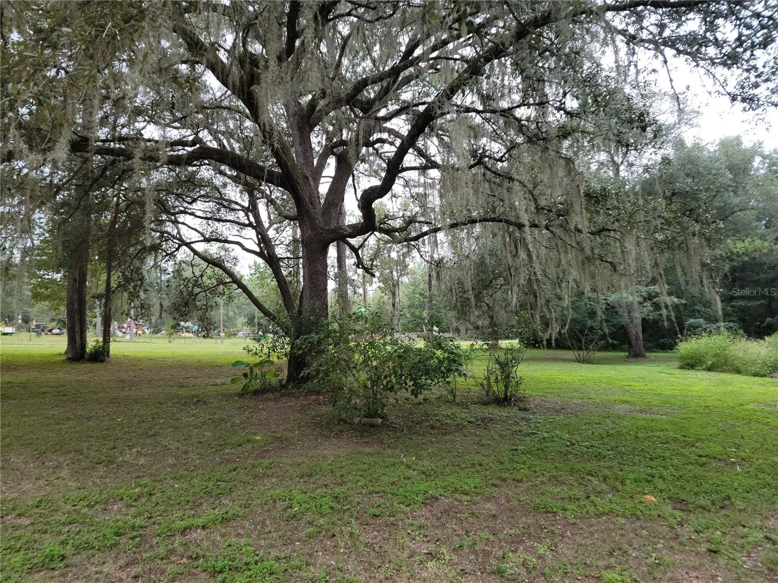 Beautiful Oaks
