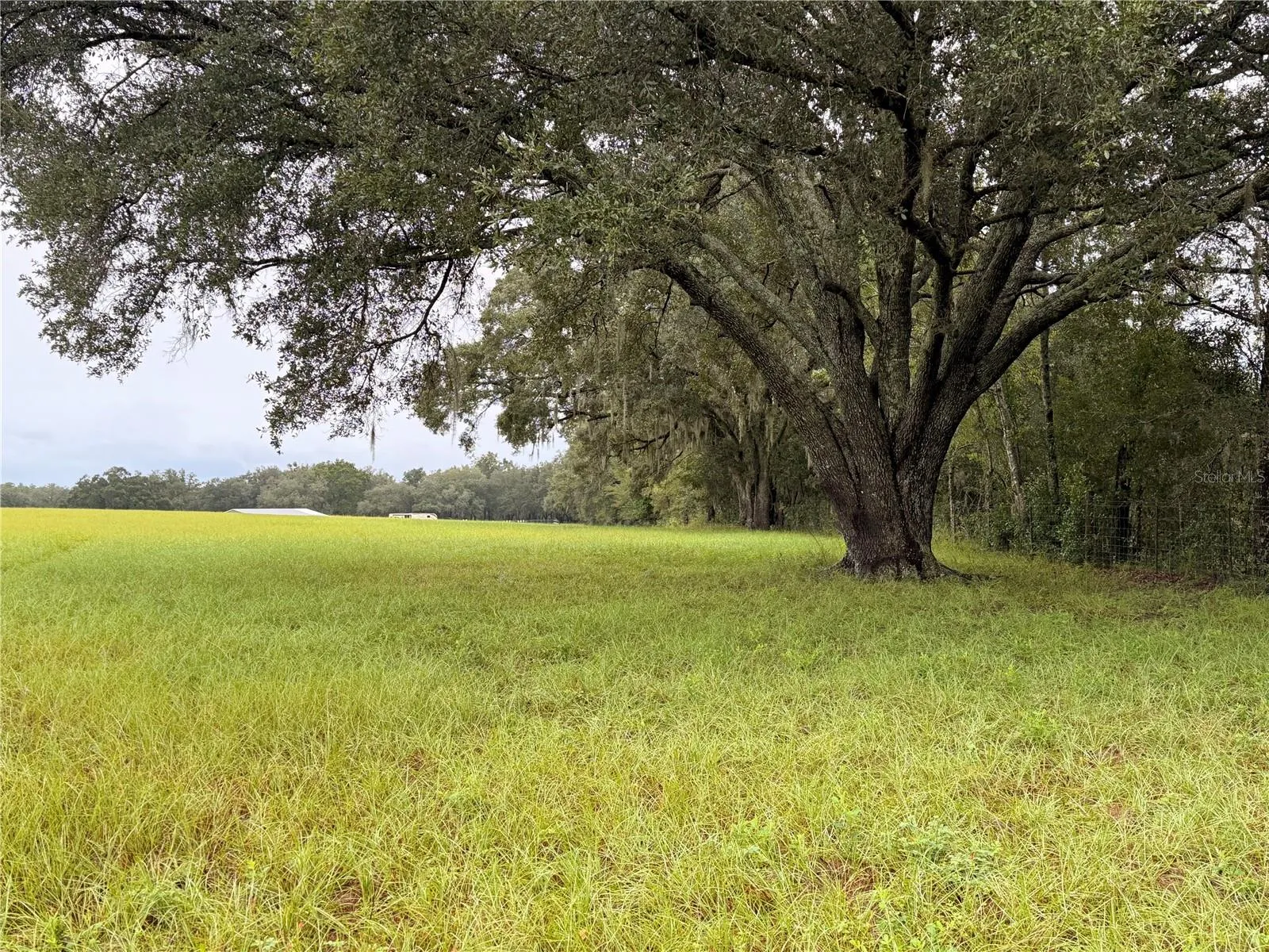 Beautiful oaks.