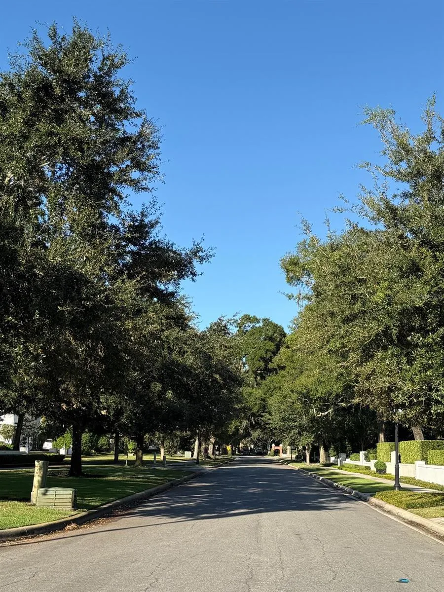 tree lined street