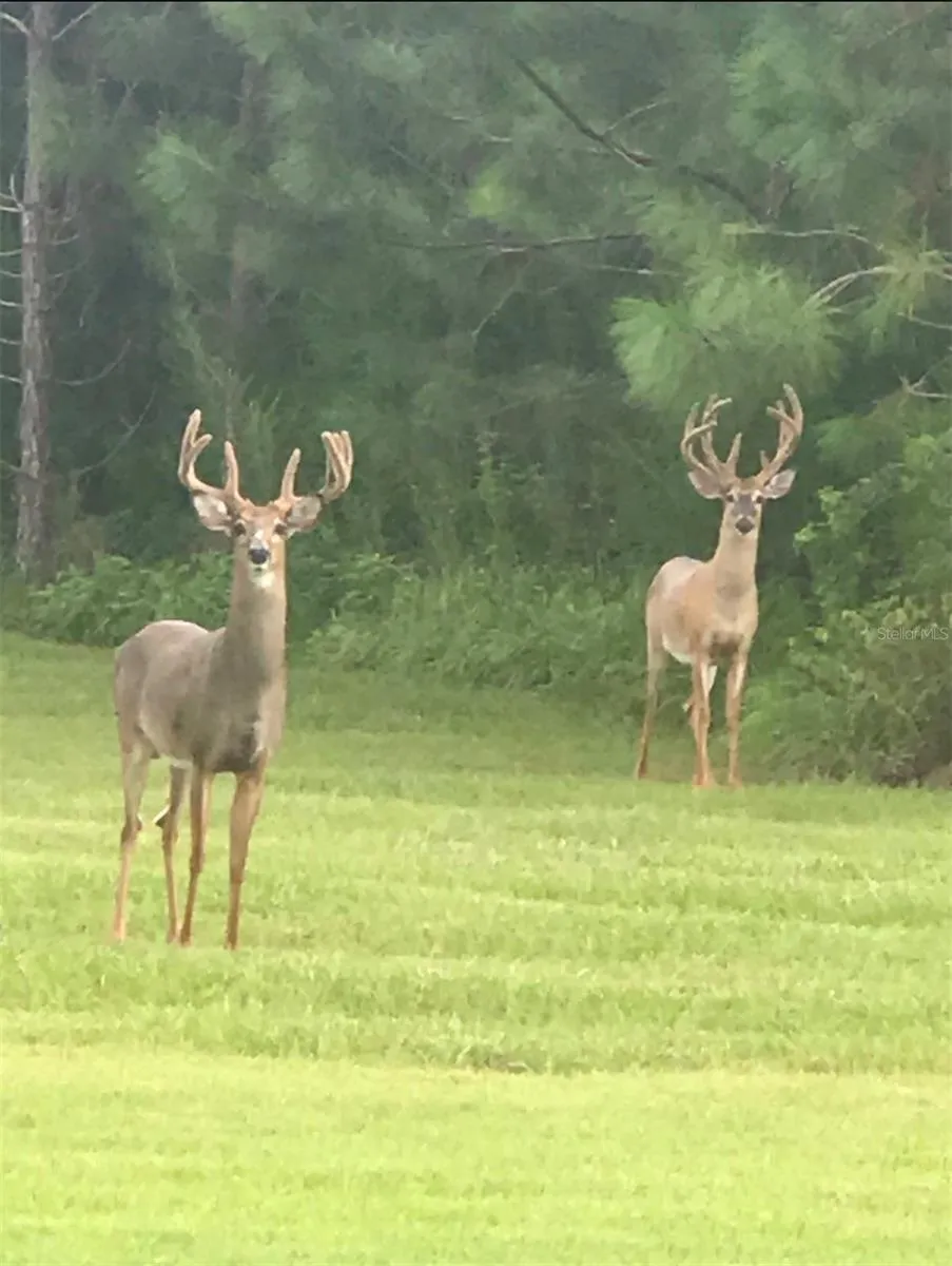 Two bucks beside the driveway