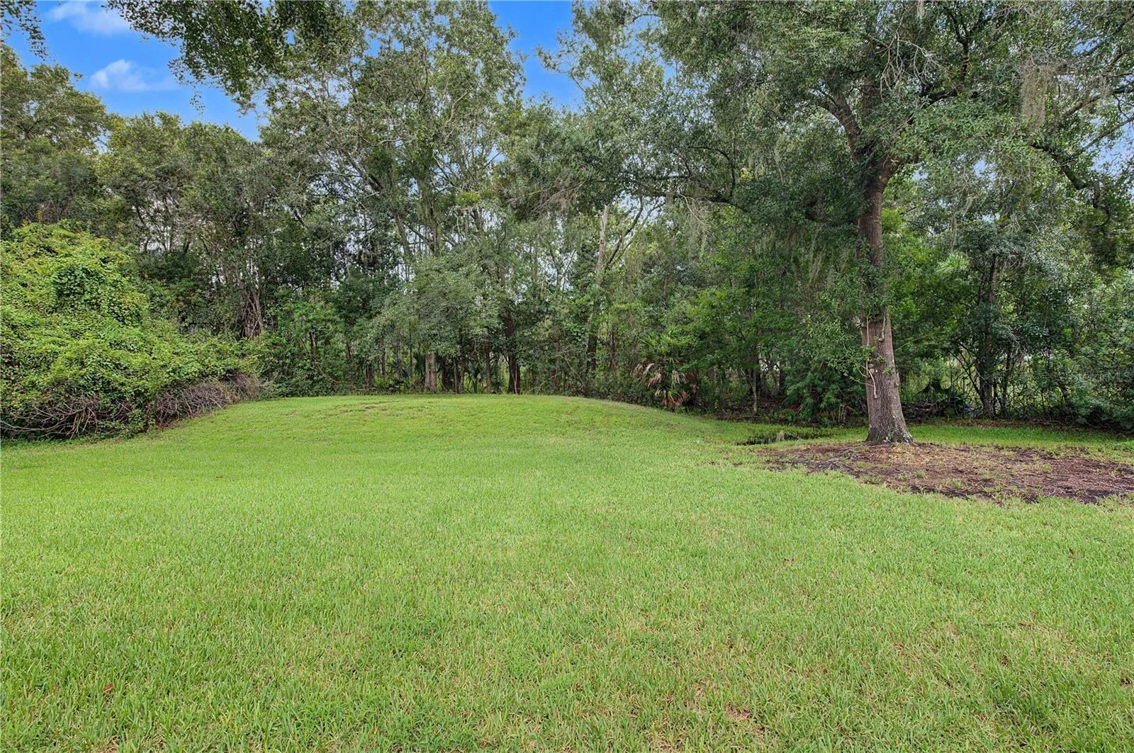 Back yard