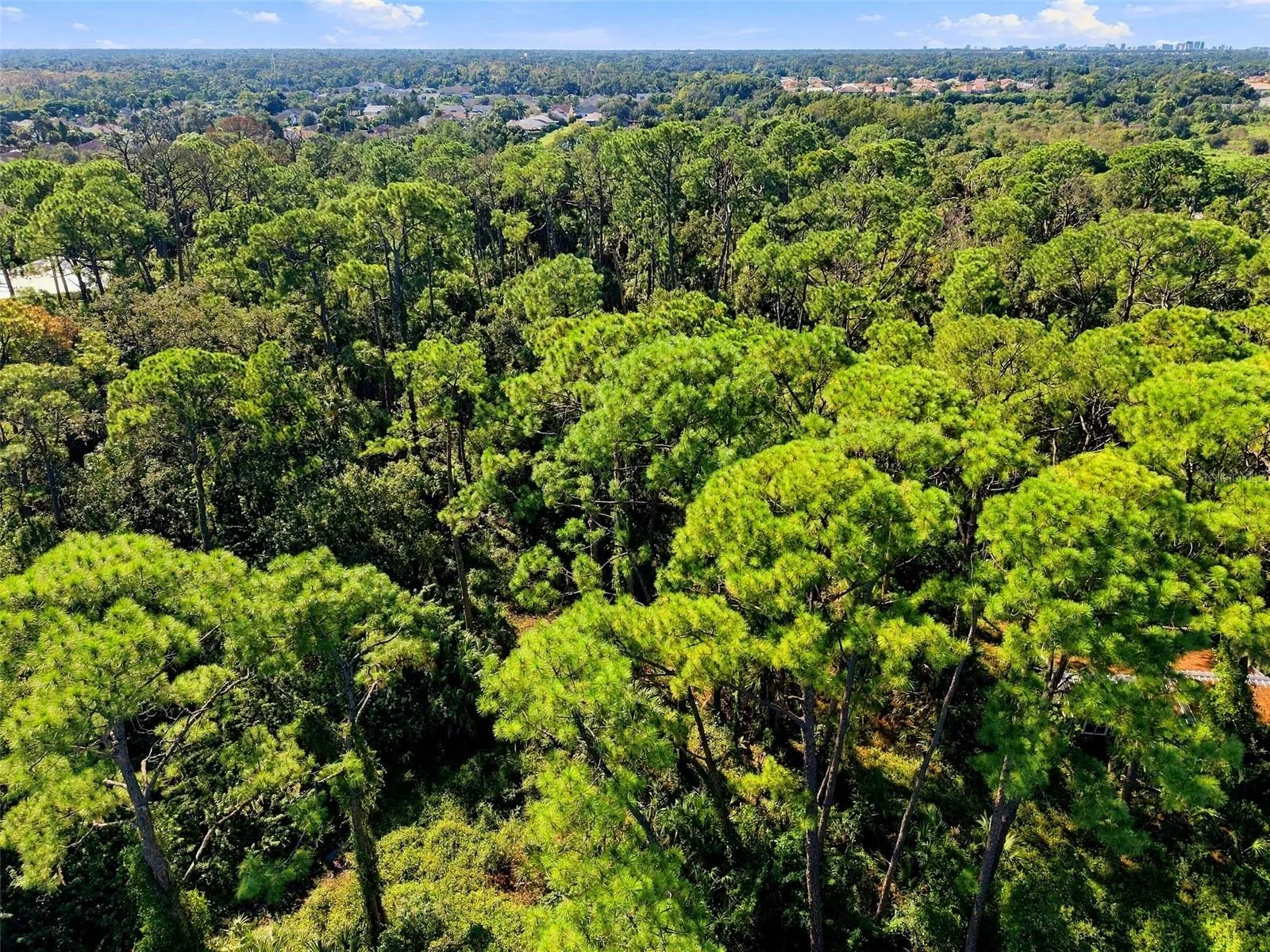 Image showing vegetation (mostly pine and palm trees)