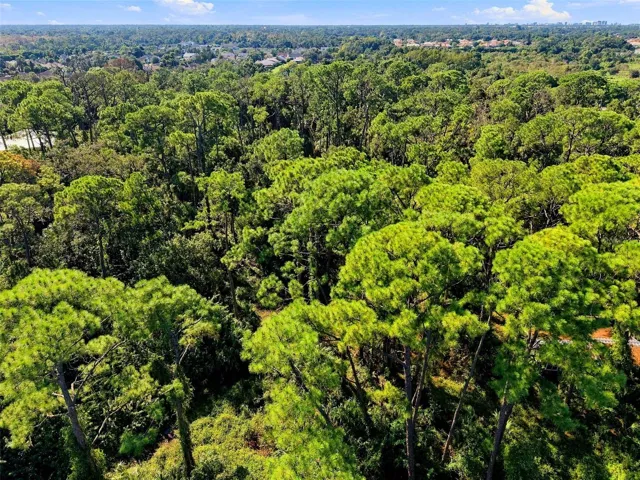Image showing vegetation (mostly pine and palm trees)
