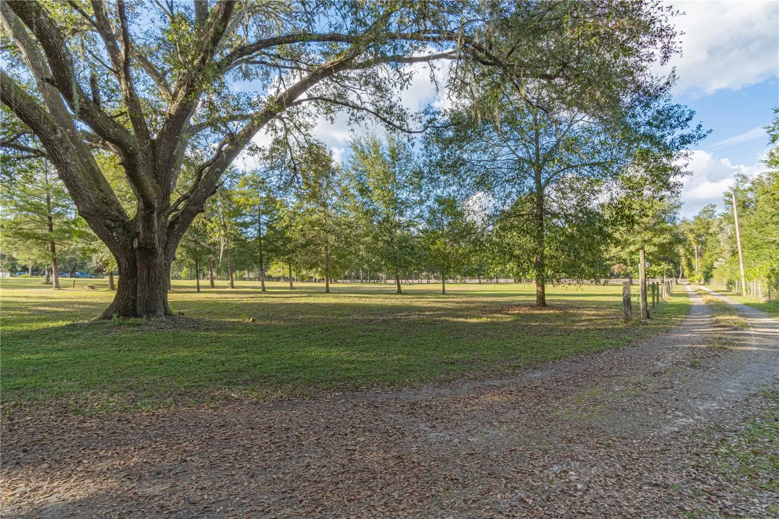 Gorgeous Oak Trees.