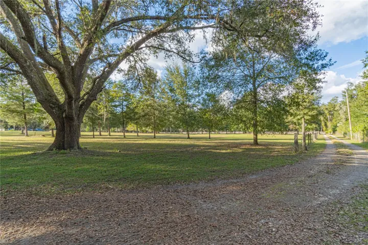 Gorgeous Oak Trees.