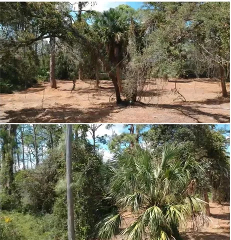 lot was cleared and canopied  2 years ago