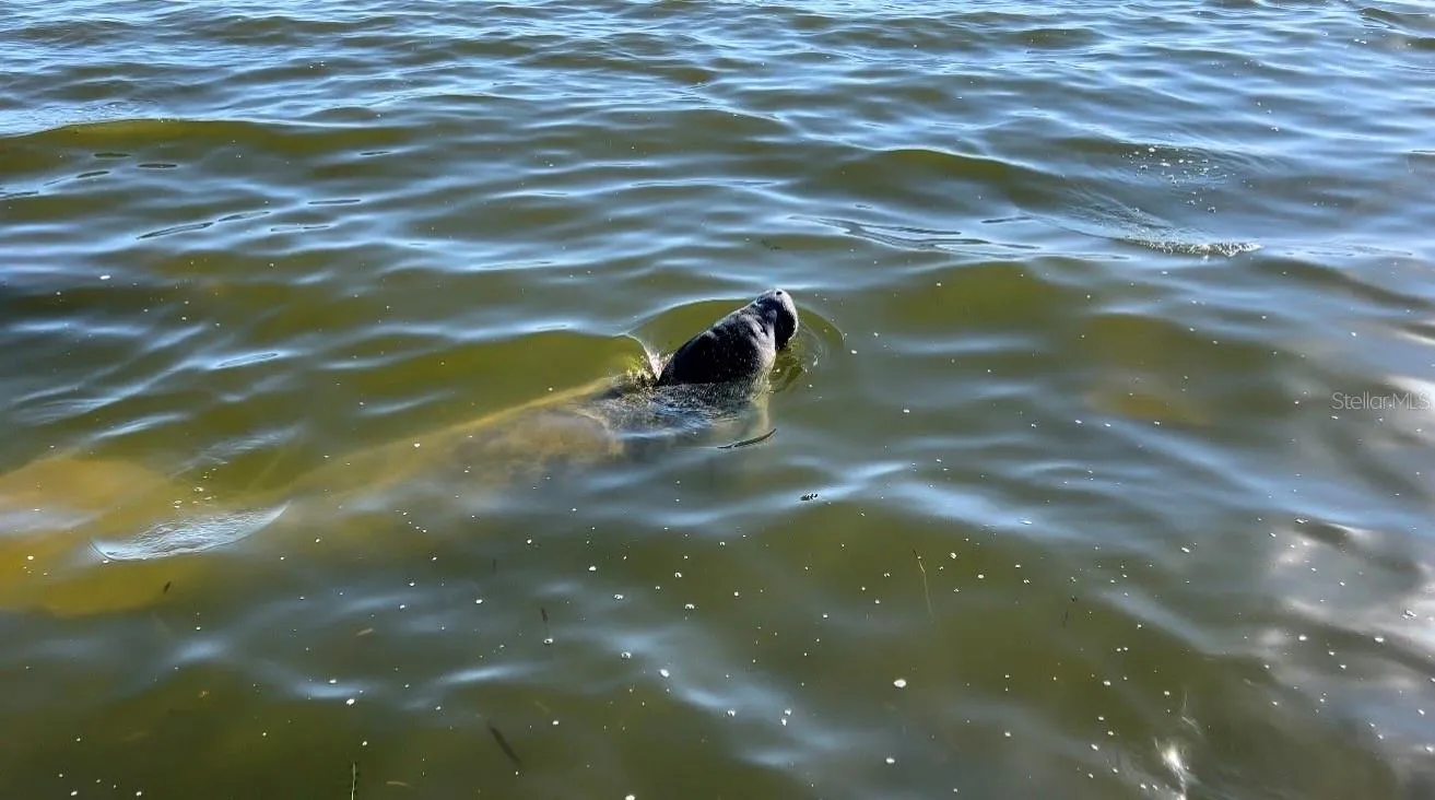 manatee visitors