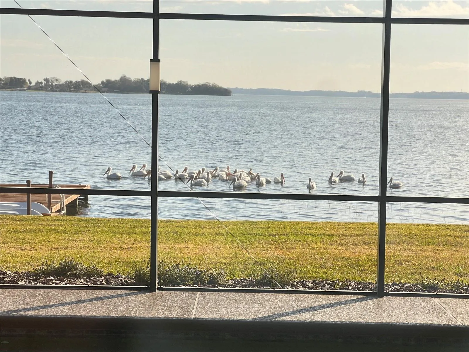 pelican visitors