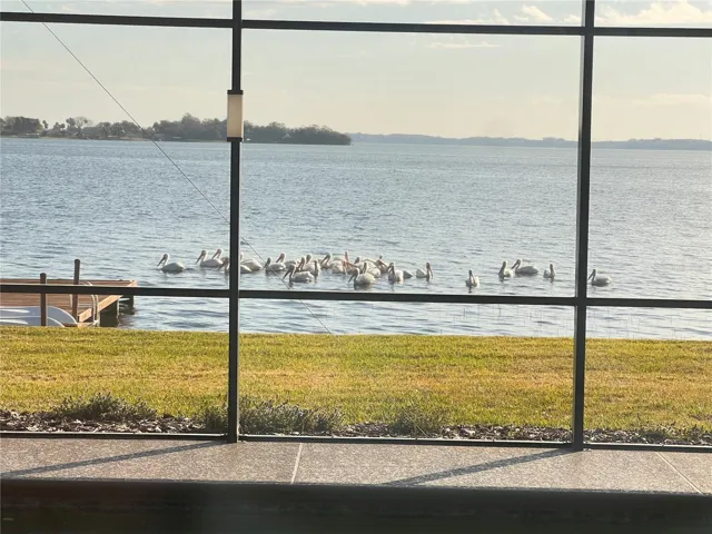 pelican visitors